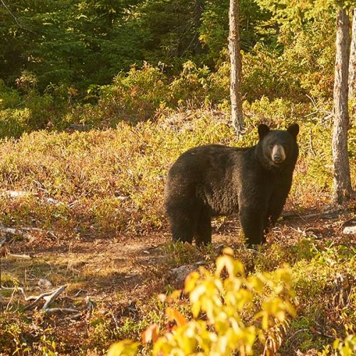 Essipit - Observation de l'ours noir